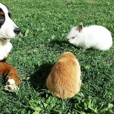 Apartamento Adriatic 3 Selce